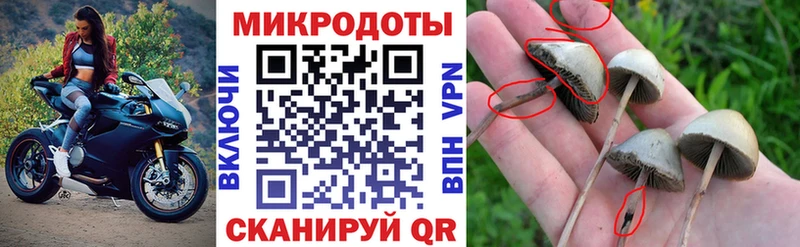 Галлюциногенные грибы Psilocybine cubensis  Агидель 